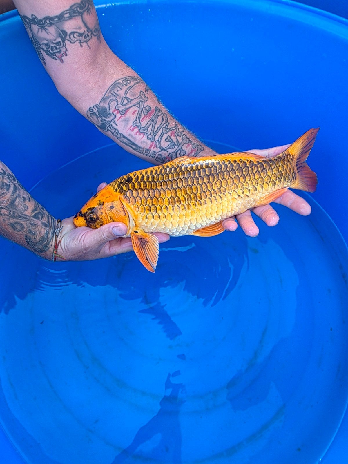 Kin Matsuba (of Ki Matsuba / Orenji Matsuba, Dieren en Toebehoren, Vissen | Vijvervissen, Karper of Koi
