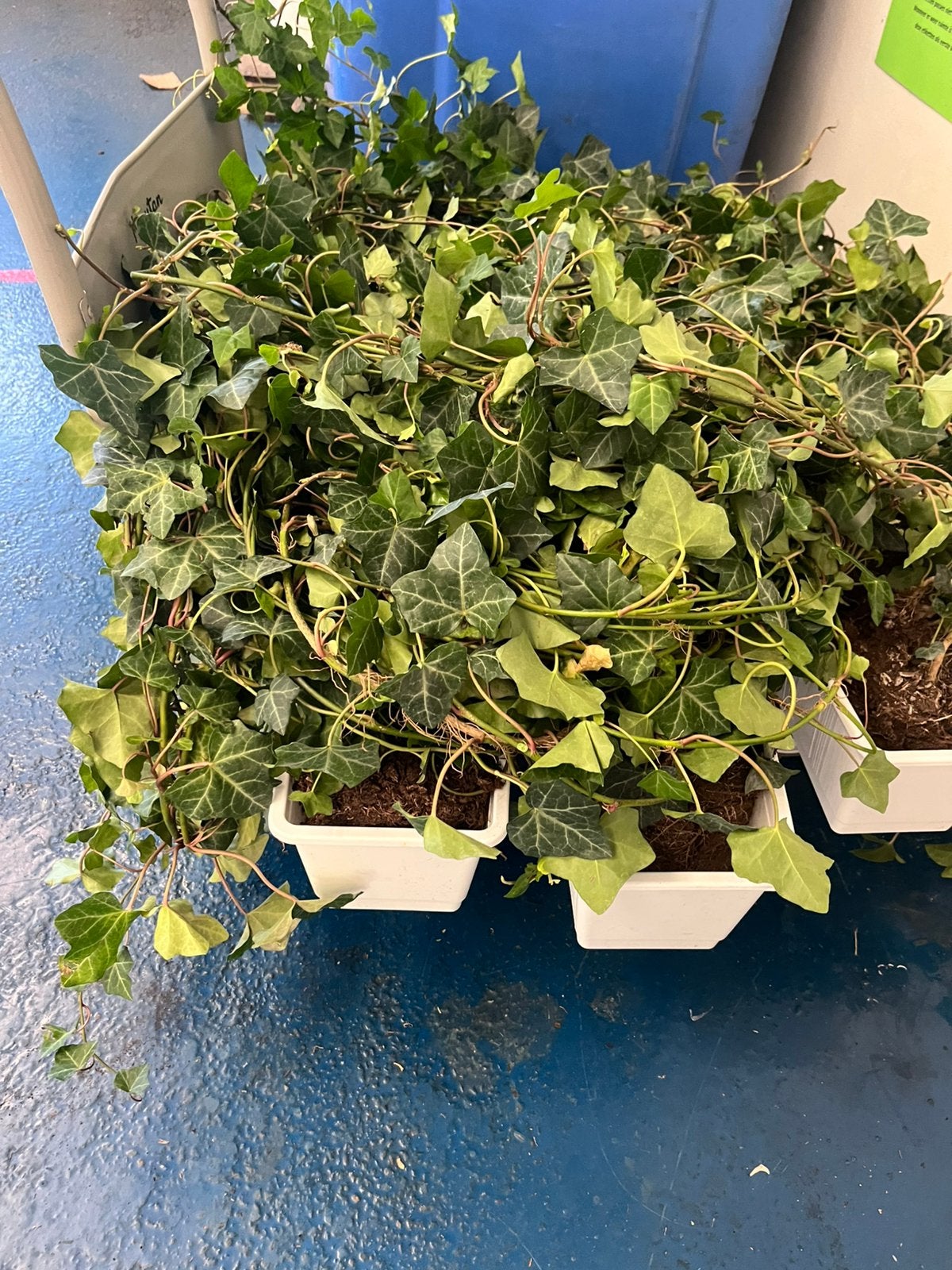 10Hedera planten 180cm lang, Tuin en Terras, Ophalen, Klimplanten