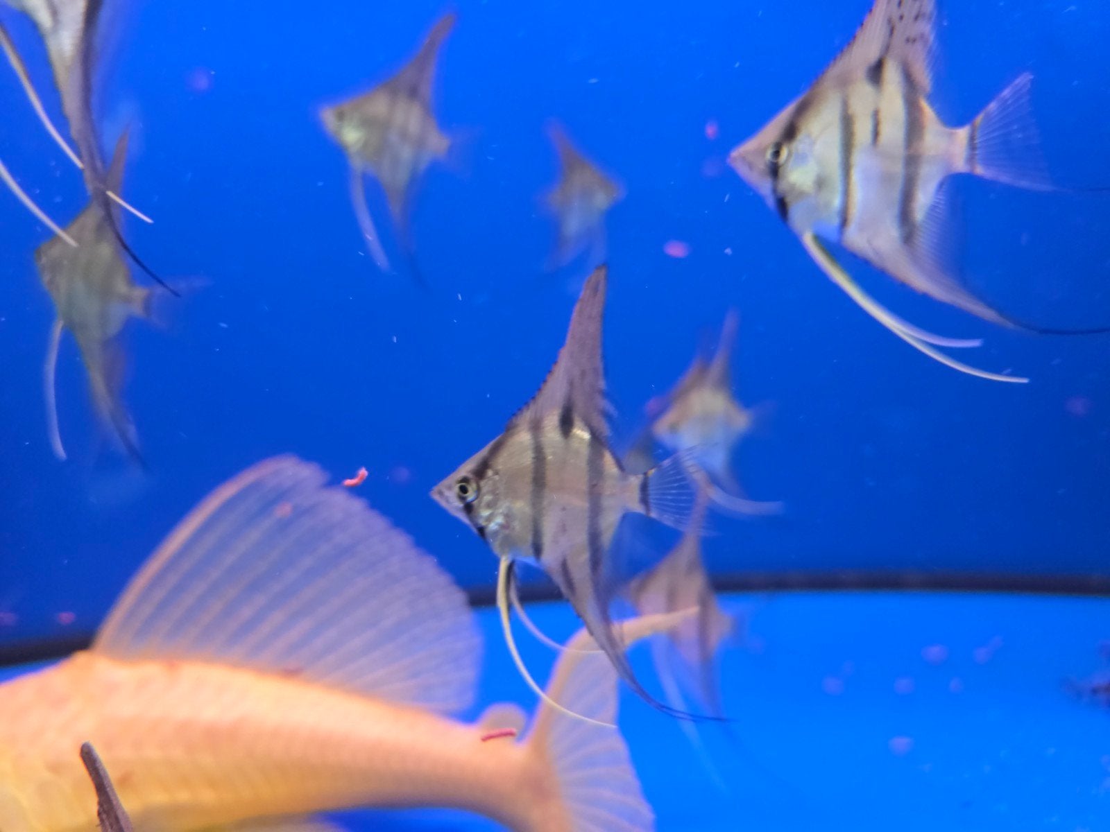 Pterophyllum scalare Rio nanay!, Vis