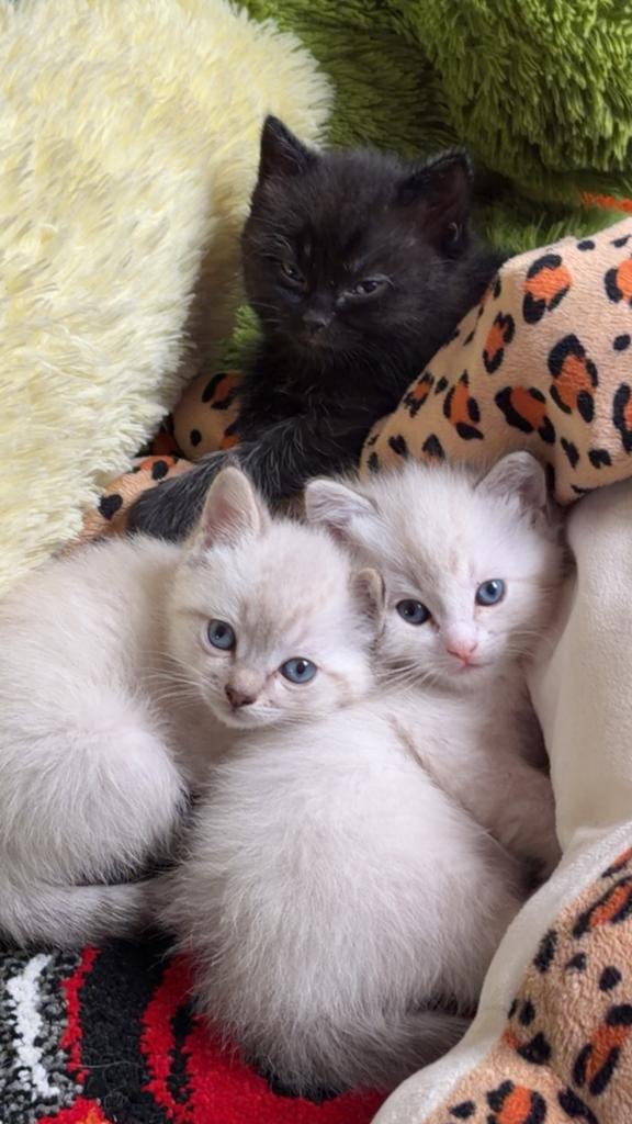 Britse korthaar kitten, Kater