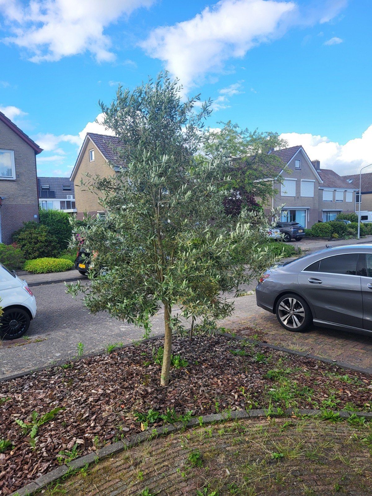 3 jaar oude olijfboom - Mediterrane sfeer in je tuin, Lente, 100 tot 250 cm, Olijfboom, Ophalen