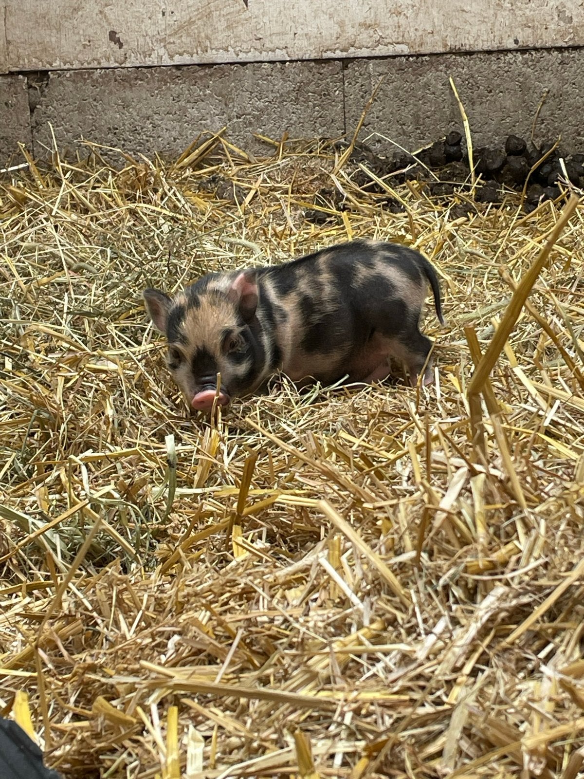 3 mini biggetjes te koop, Dieren en Toebehoren, Meerdere dieren, Varken, 0 tot 2 jaar