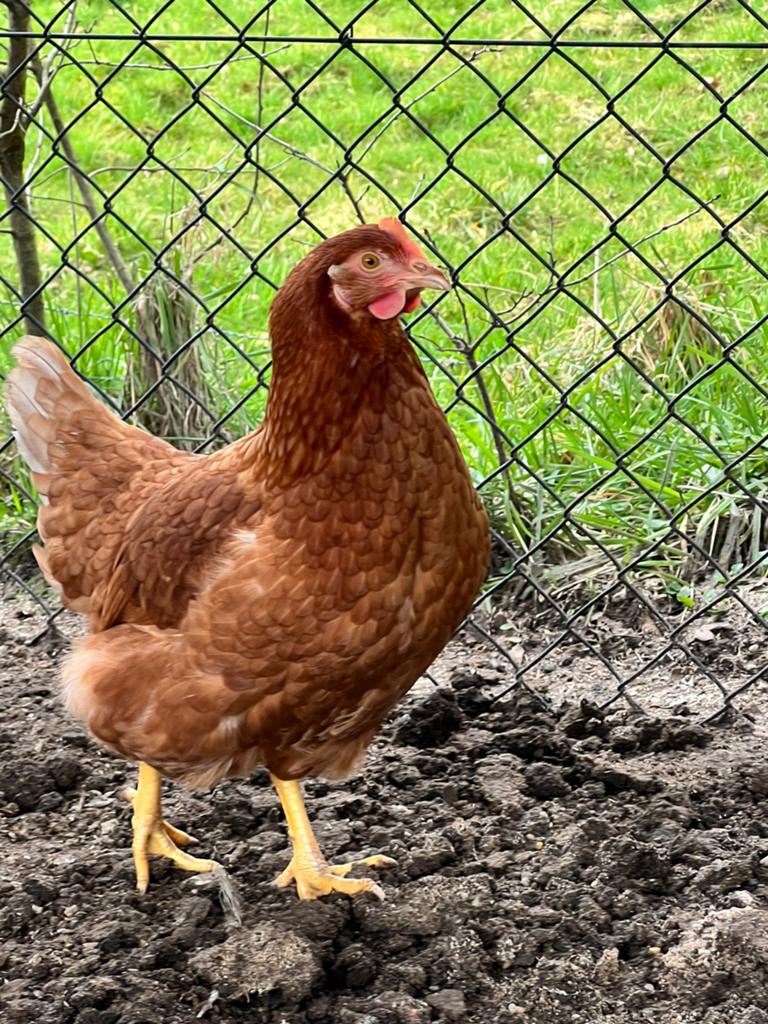 Leghennen, Dieren en Toebehoren, Pluimvee, Vrouwelijk, Kip