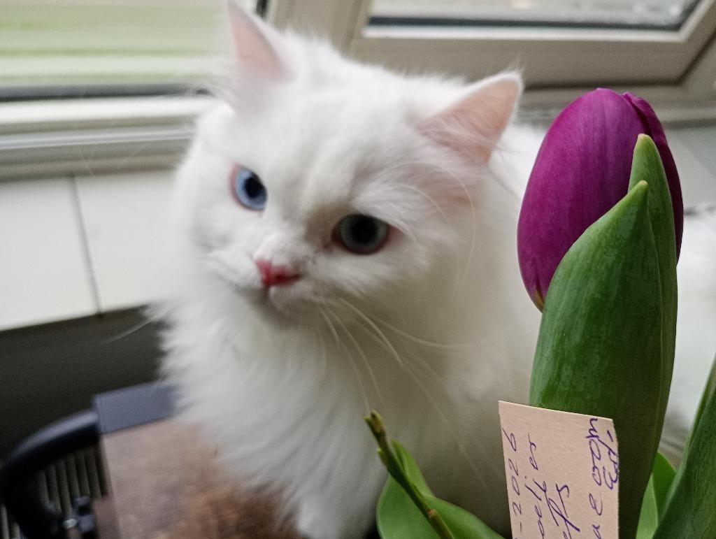 Witte Britse langhaar Kittens – Zoeken een gouden mandje!, Dieren en Toebehoren, Katten en Kittens | Raskatten | Langhaar, Meerdere dieren