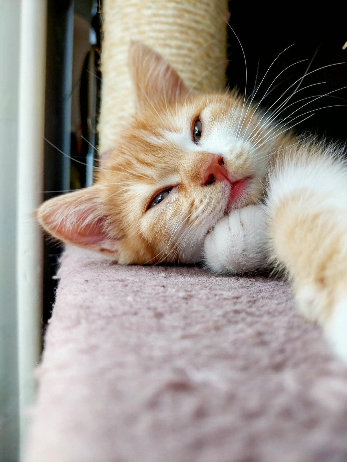 kruising Perzisch kittens mogen verhuizen, Dieren en Toebehoren, Meerdere dieren, Ontwormd, 0 tot 2 jaar