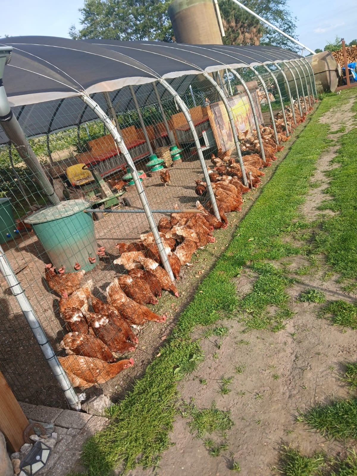 legkippen te koop aangeboden, Vrouwelijk, Kip