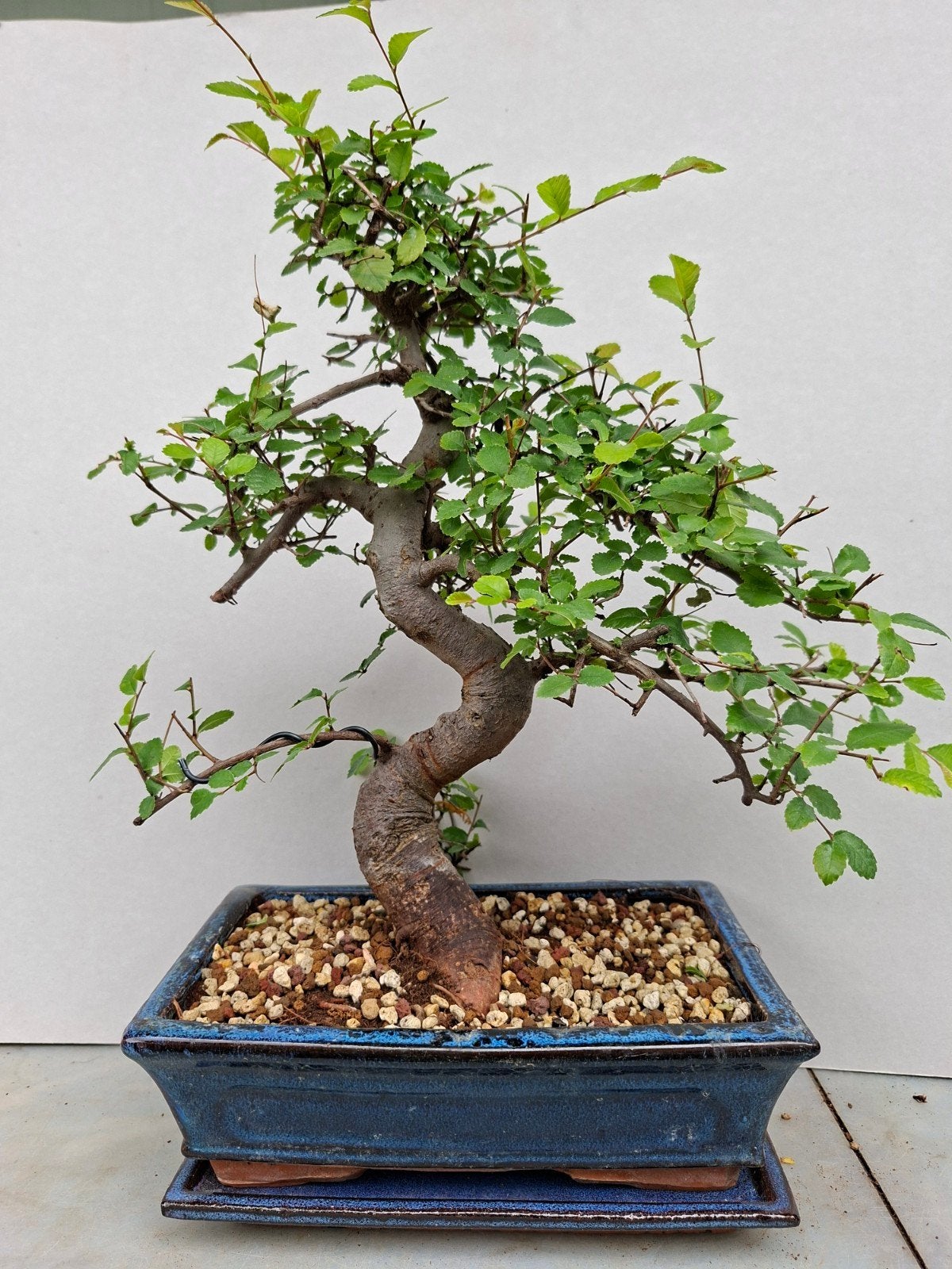 bonsai, Bloeit niet, Halfschaduw, Minder dan 100 cm, Overige soorten