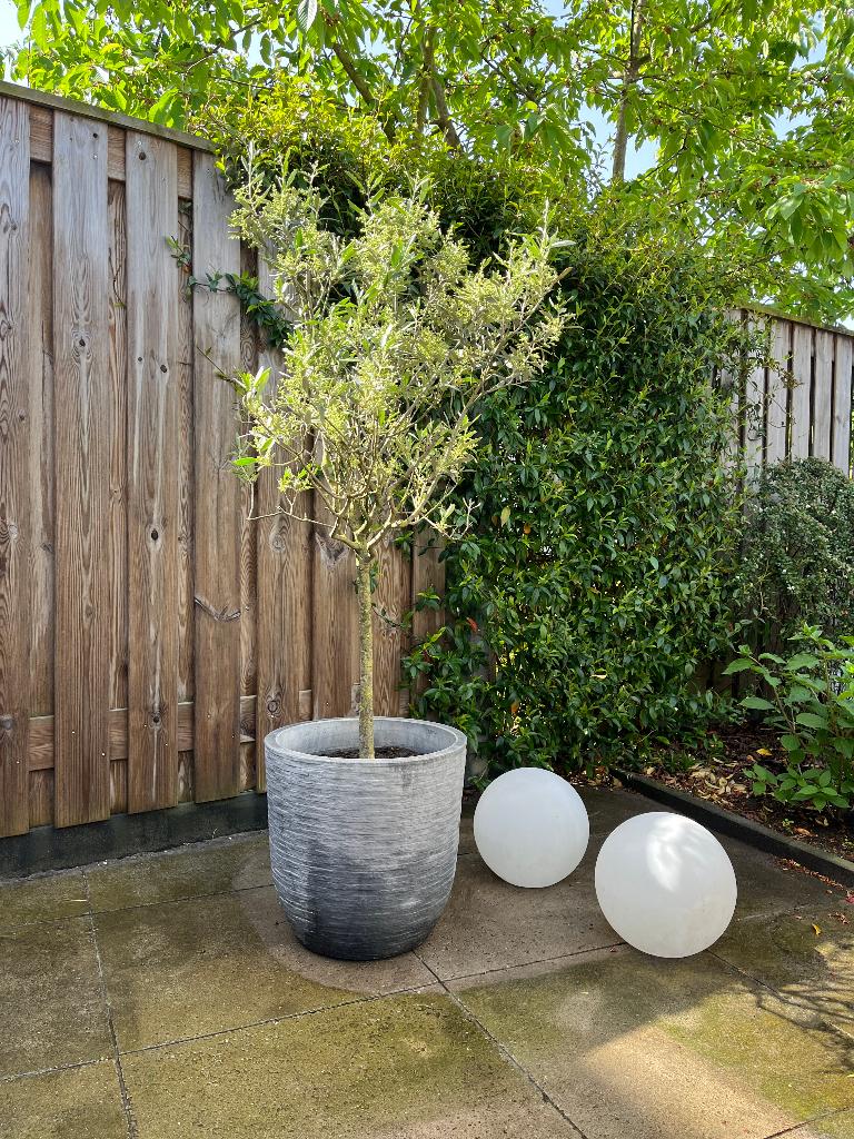 Olijfboom inclusief pot, Lente, 100 tot 250 cm, Olijfboom, Ophalen
