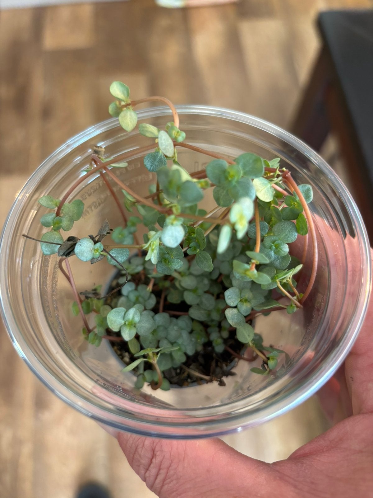 Terrariumplant Pilea glaucophylla, Ophalen of Verzenden, Volle zon, Minder dan 100 cm