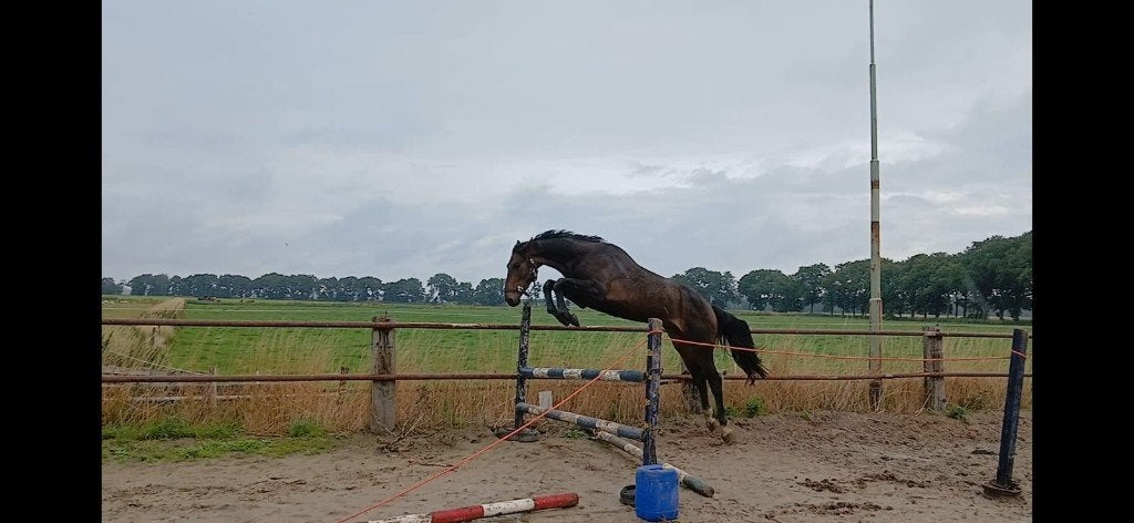 mooie aparte 4 jarige ruin, Ruin, Springpaard, 3 tot 6 jaar