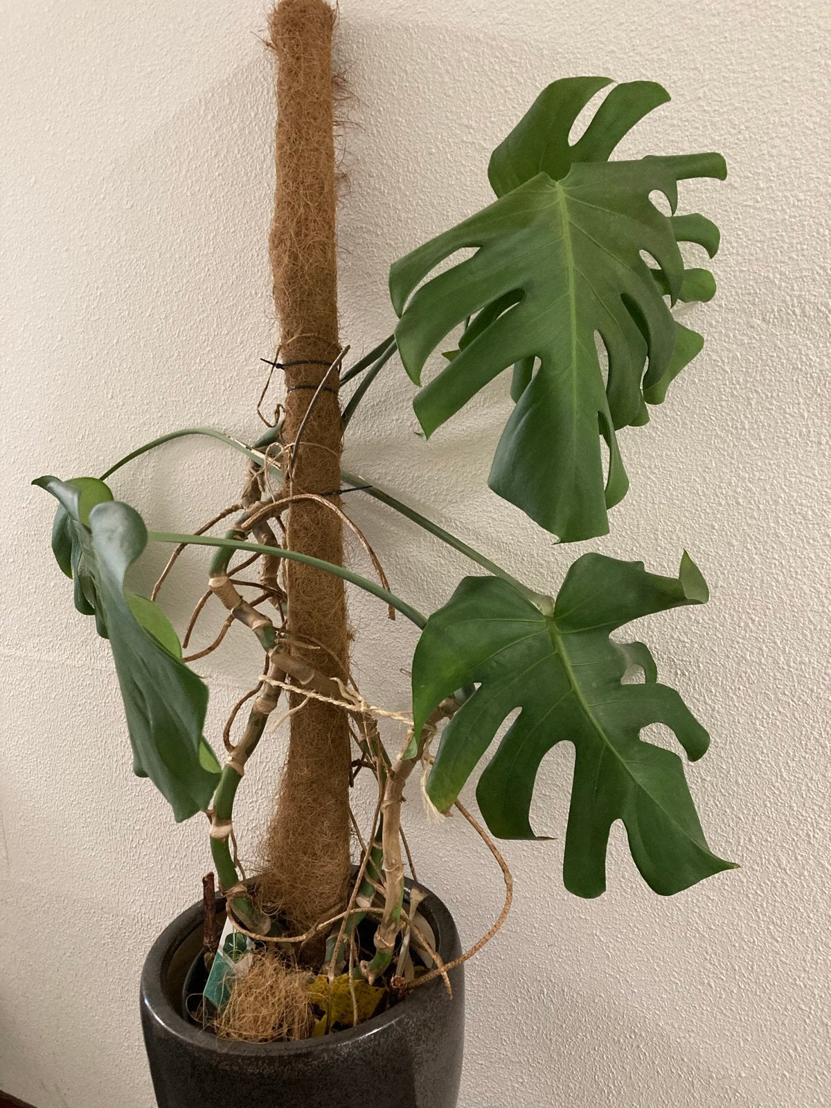 Monstera Deliciosa, Ophalen, Overige soorten, Halfschaduw, In pot