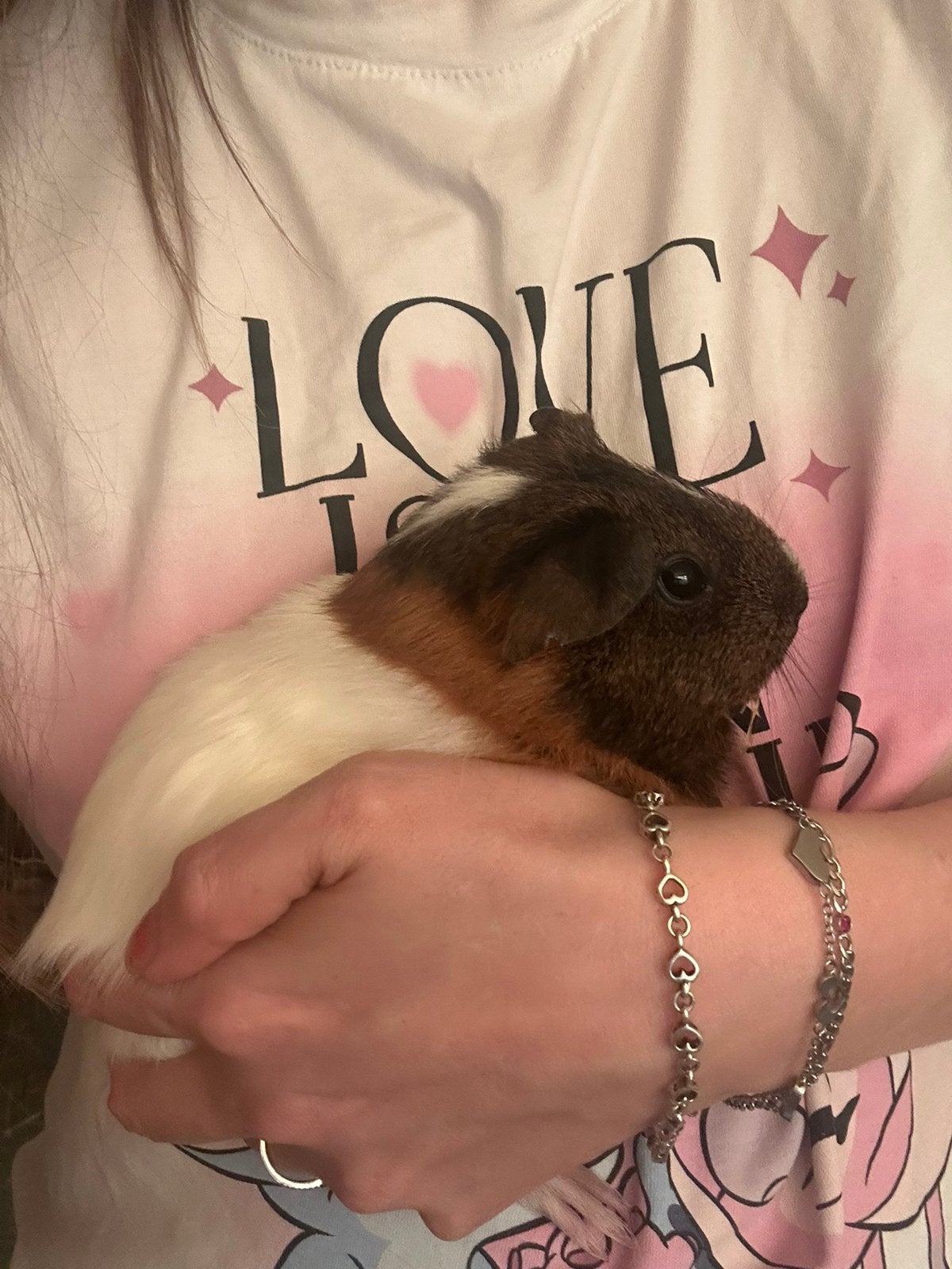 Lief cavia zeugje, Cavia, April, Vrouwelijk, Tam