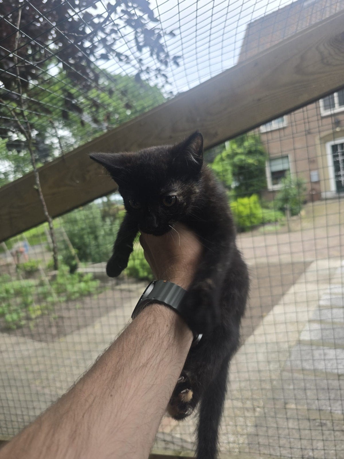 Kittens, Dieren en Toebehoren, Meerdere dieren