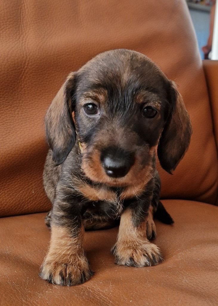 Ruwhaar Teckelpuppy´s, Parvo, Standaard, 8 tot 15 weken, Teef