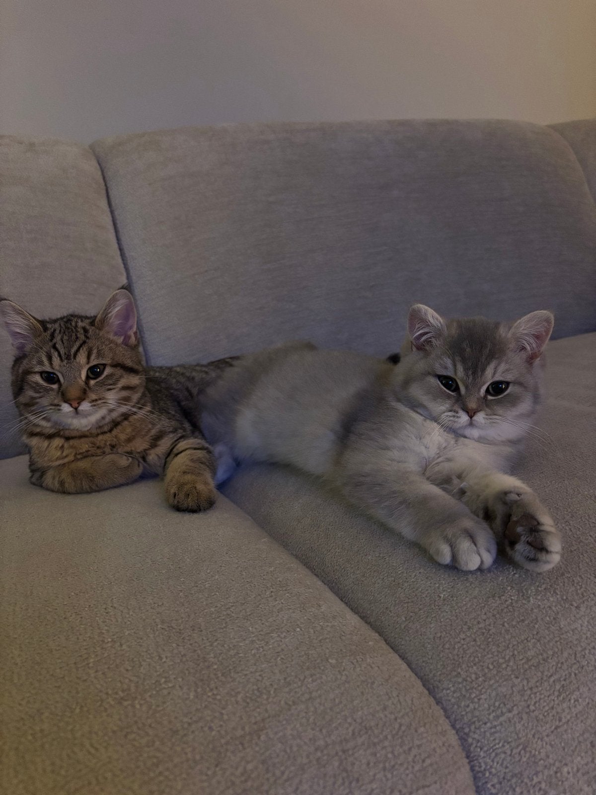 Gereserveerd. Britse kortharen, herplaatsing, Kater, Kortharig, 0 tot 2 jaar