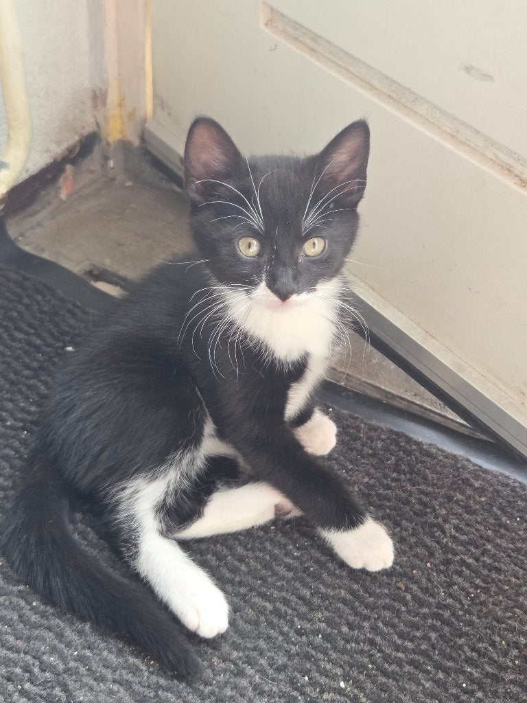 Supper lieve kittens  7 mei geboren, Dieren en Toebehoren, Geslacht onbekend, Kortharig, 0 tot 2 jaar