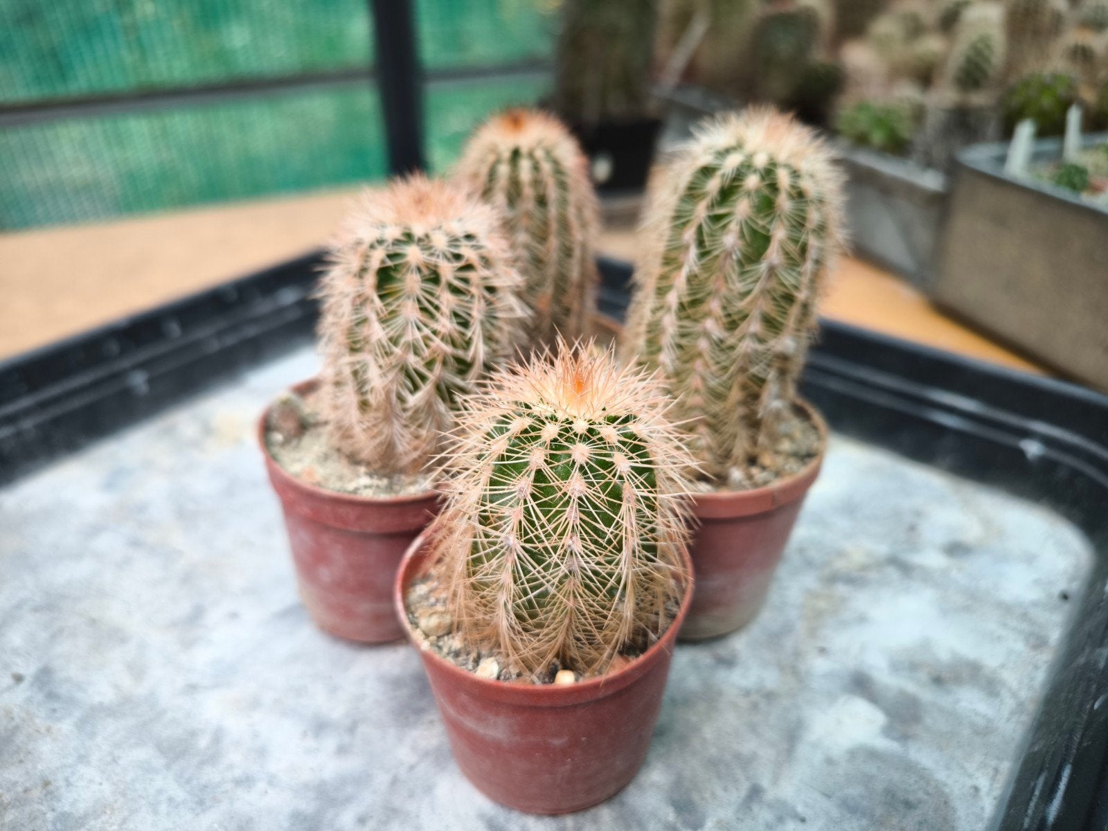 4 winterharde Echinocereus cactussen, Huis en Inrichting, Kamerplanten, Ophalen of Verzenden, Halfschaduw, Minder dan 100 cm