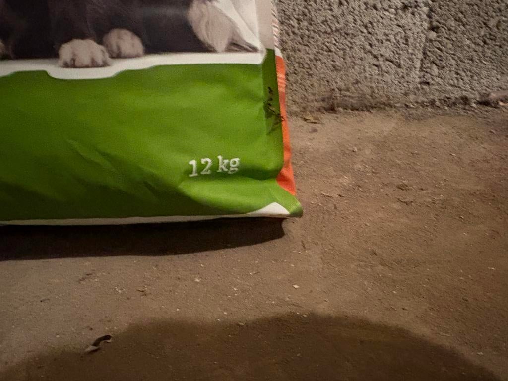 Smolke adult medium, Dieren en Toebehoren, Ophalen, Hond