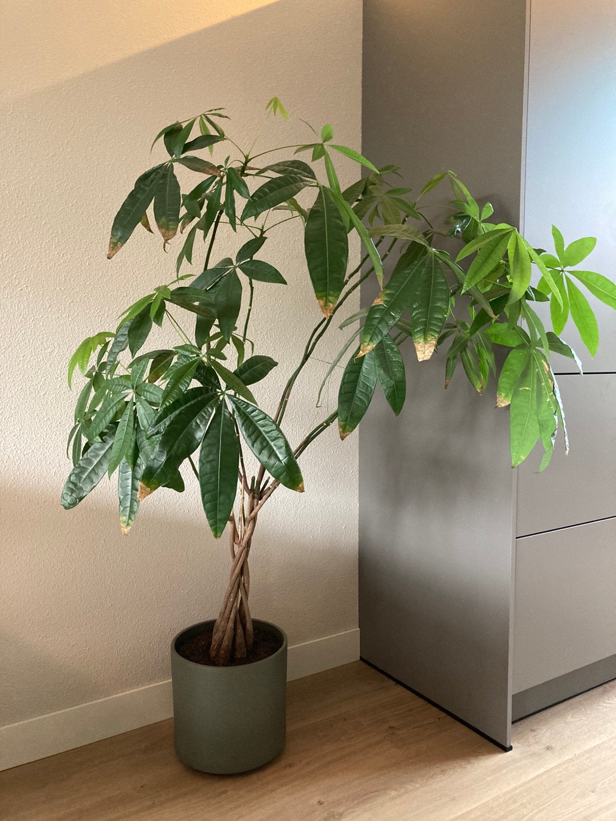 Geldboom plant, Groene kamerplant, Ophalen, Halfschaduw, 100 tot 150 cm