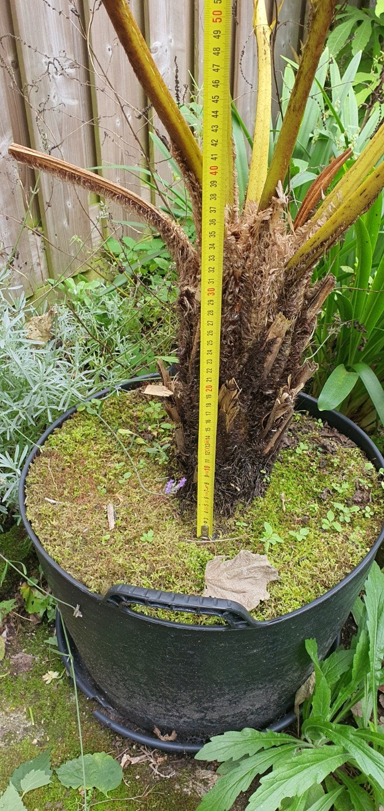 Cyathea Cooperi, Ophalen, Bloeit niet, Halfschaduw, Overige soorten