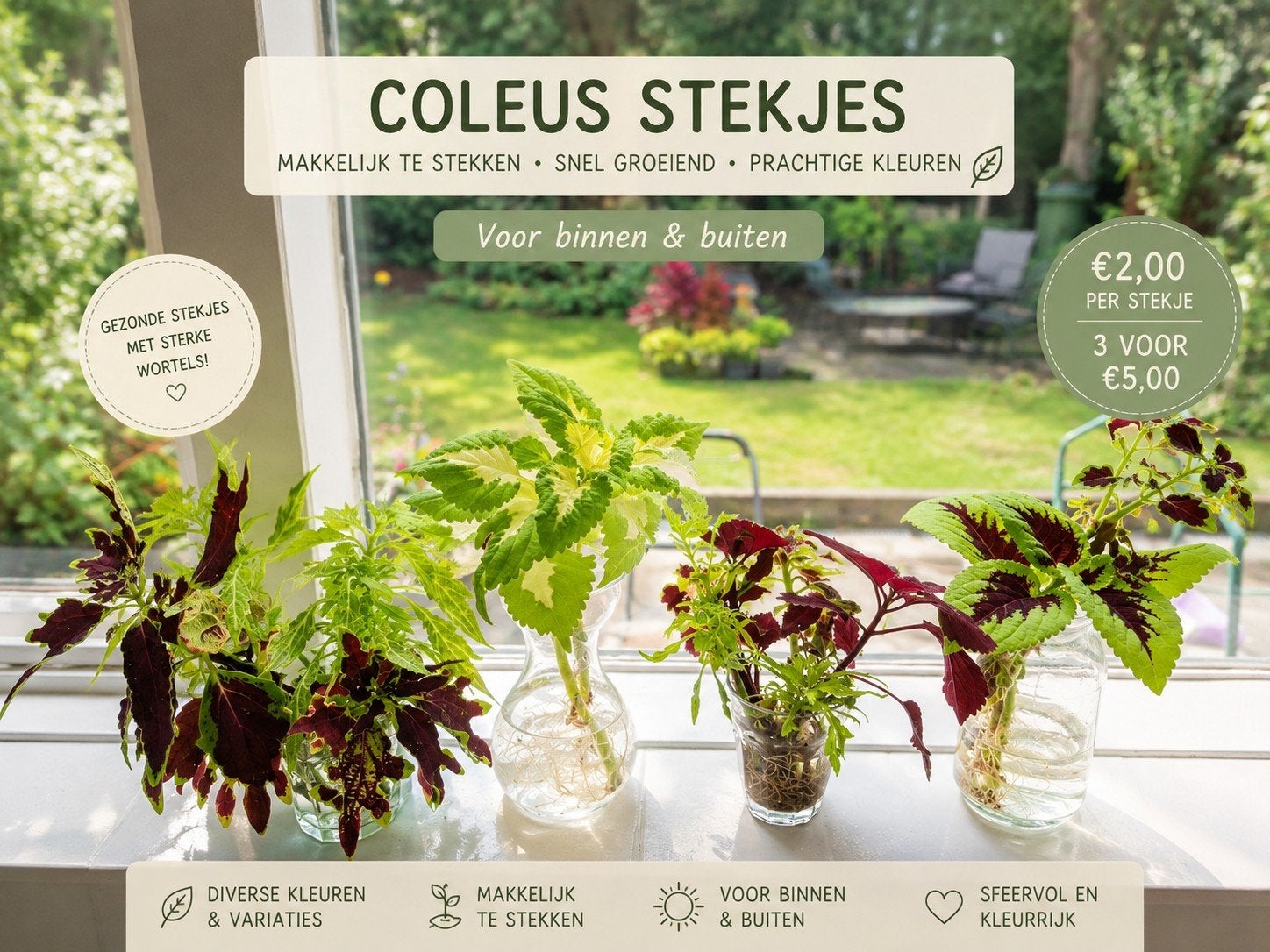 Coleus / siernetel stekjes, goed geworteld, Overige soorten, Eenjarig, Ophalen of Verzenden, Halfschaduw