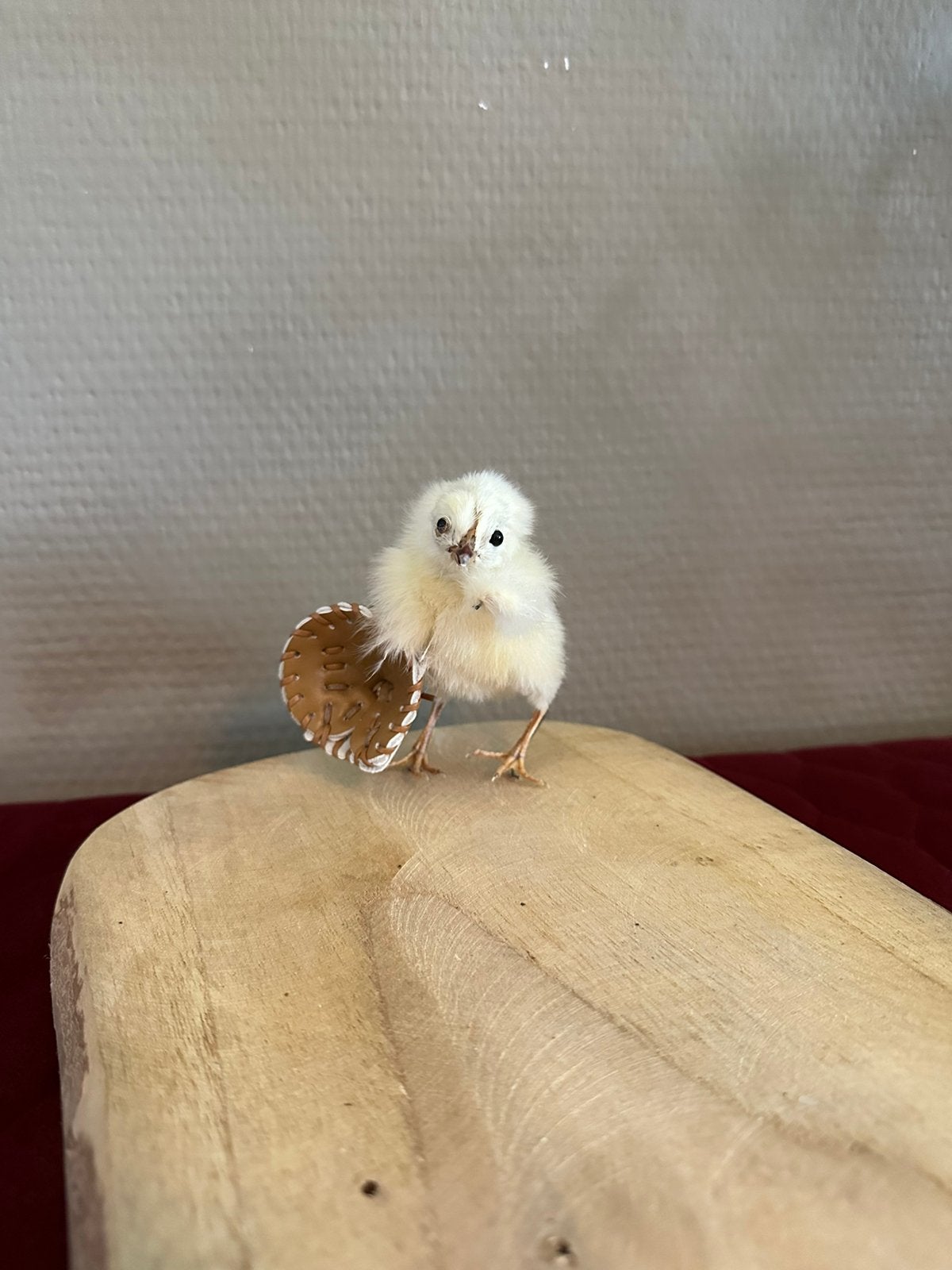 Opgezet kuikentje taxidermie rariteitenkabinet, Ophalen of Verzenden, Opgezet dier