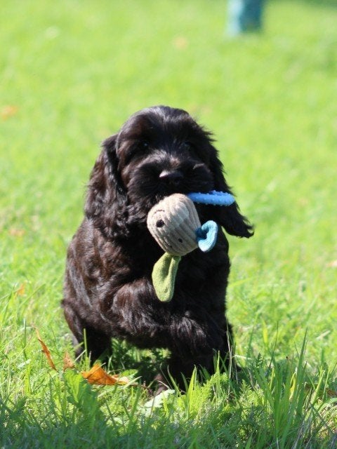 Knappe Cockapoo pups, Dieren en Toebehoren, Honden | Retrievers, Spaniëls en Waterhonden, Nederland, Parvo, Overige rassen, 8 tot 15 weken