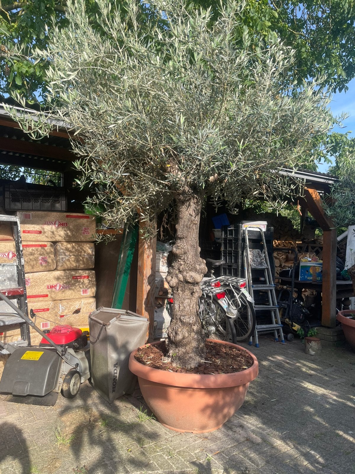 Meerdere oude olijfbomen (Olea europaea) in t-bowl., 100 tot 250 cm, Olijfboom, Zomer, Ophalen