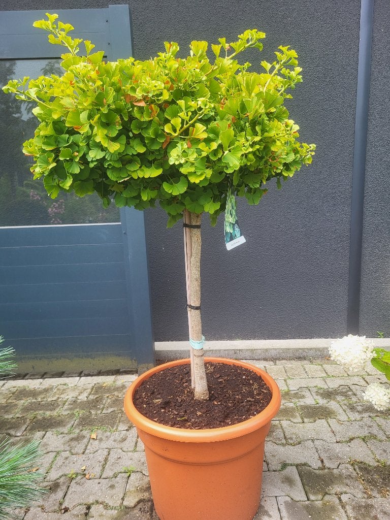 Ginkgo biloba Mariken op stam, Bloeit niet, 100 tot 250 cm, Ophalen, Volle zon