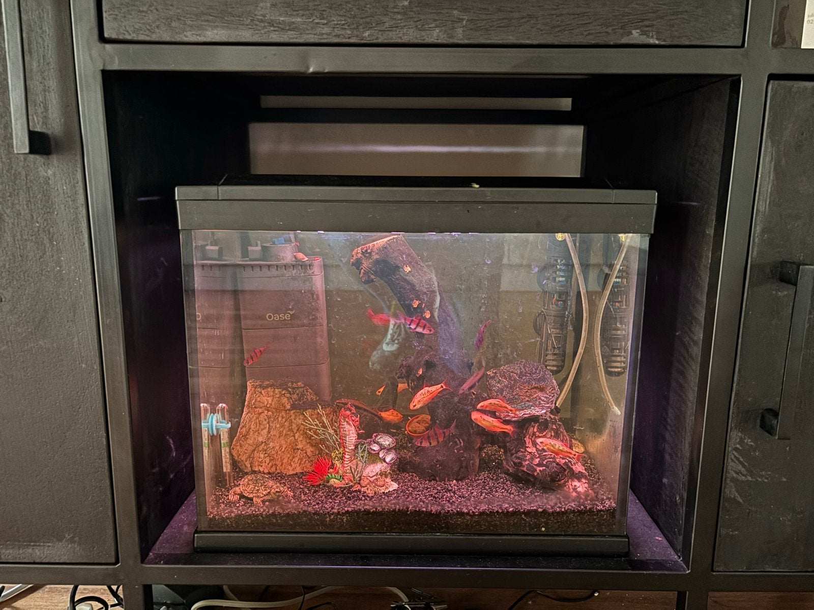 zoetwateraquarium, inclusief vissen, Ophalen, Oase, Inclusief vissen, Gevuld zoetwateraquarium