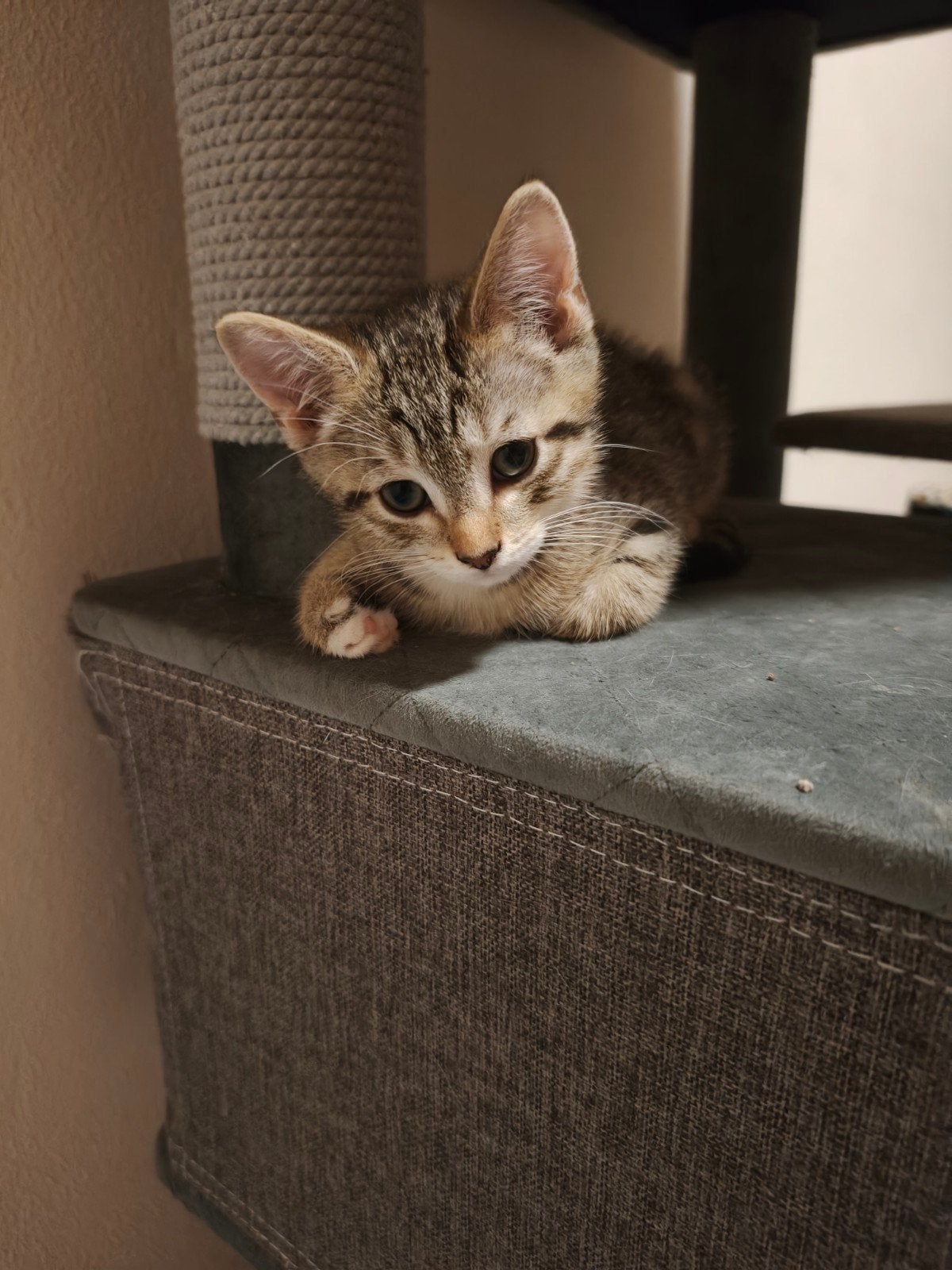 Laatste Britse korthaar kitten van het nest, Dieren en Toebehoren, Kater, Ontwormd, 0 tot 2 jaar