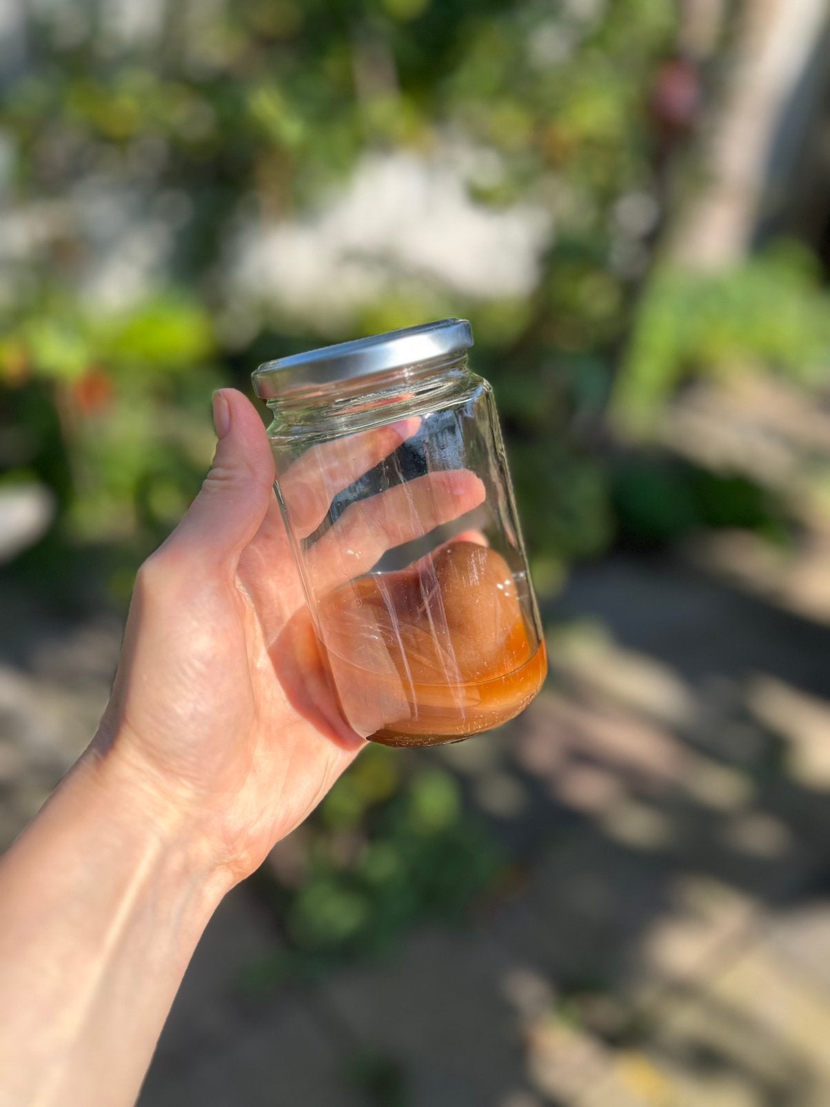 Azijnmoeder (vinegar mother / SCOBY) om zelf azijn te maken., Ophalen of Verzenden, Minder dan 100 cm