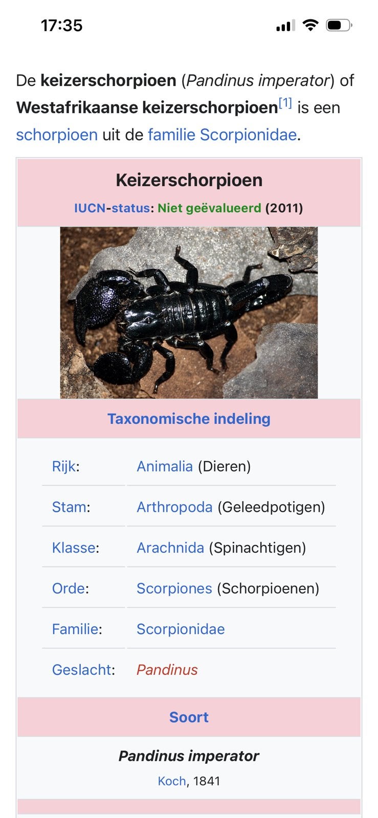 Gezocht Keizer schorpioen, 0 tot 2 jaar