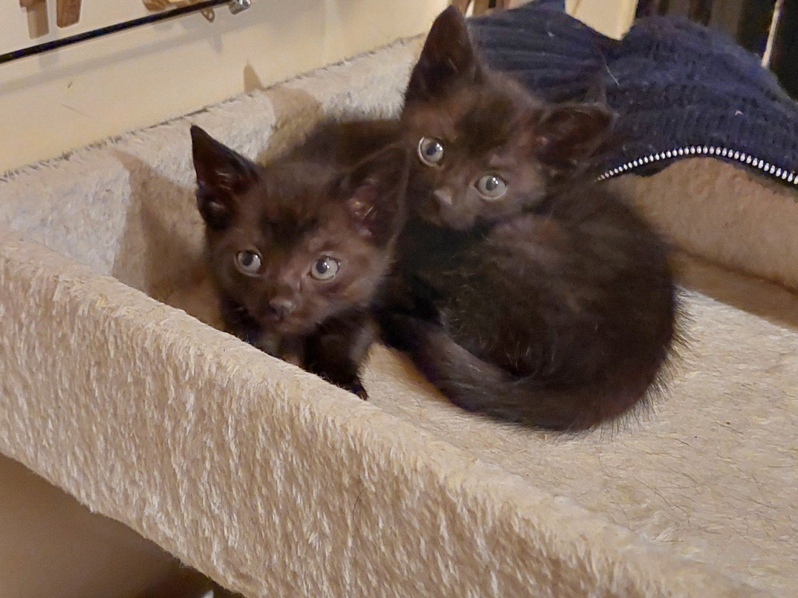 te koop 3 kittens, Dieren en Toebehoren