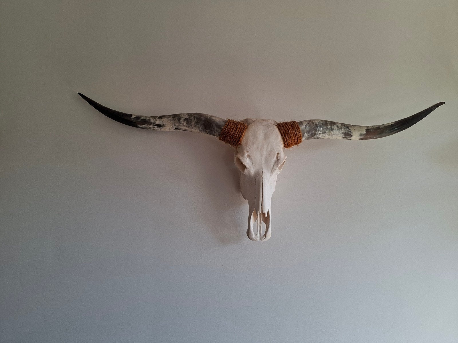 Decoratieve Longhorn schedel met hoorns, Ophalen, Vintage, Zo goed als nieuw, Natuurlijk materiaal