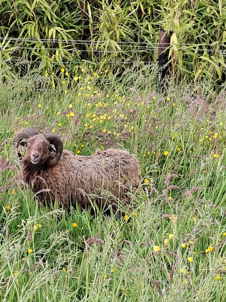 Ram, Dieren en Toebehoren, Schapen, Geiten en Varkens, Mannelijk, Schaap, 0 tot 2 jaar