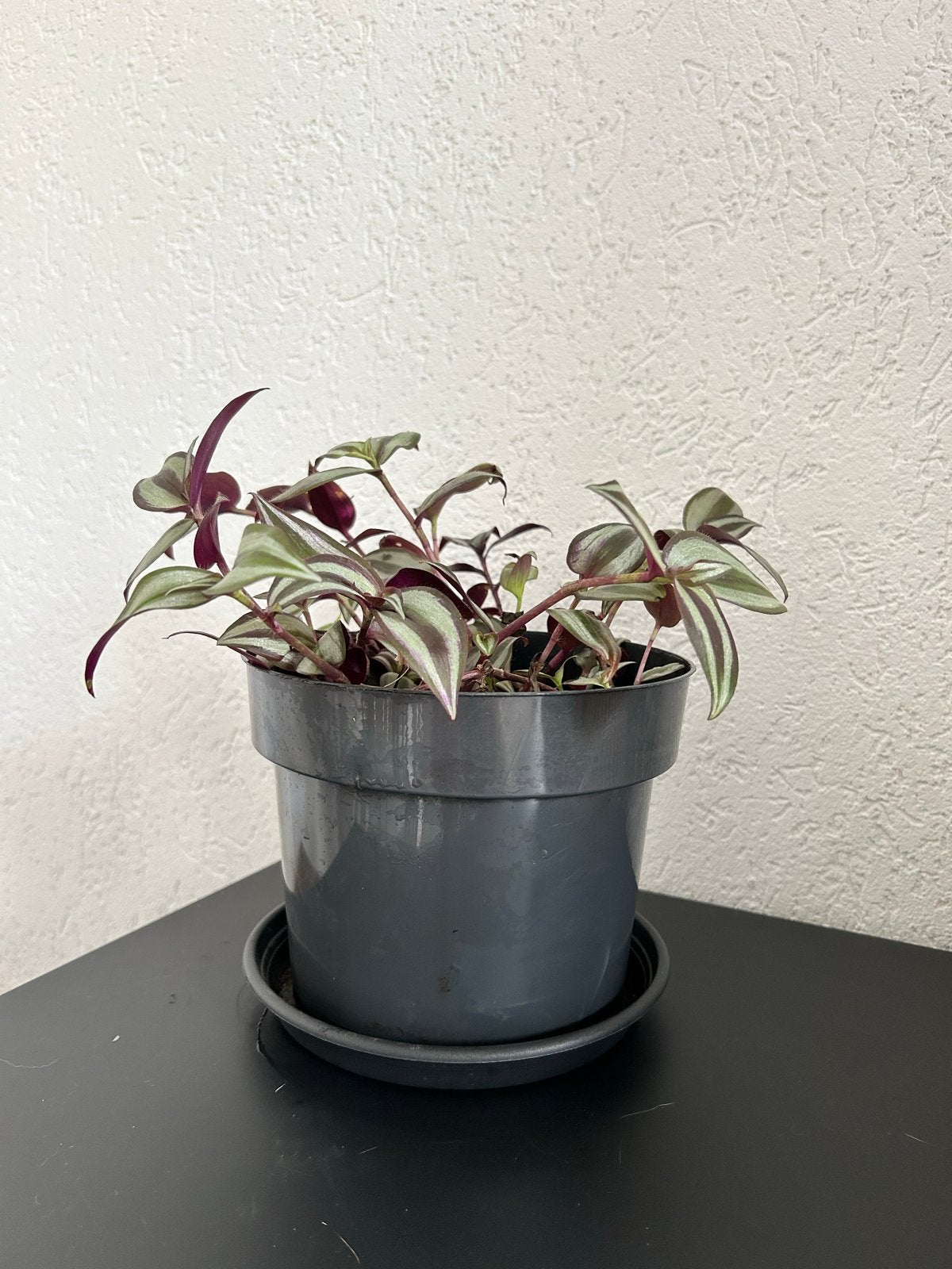 Tradescantia Zebrina - Levendige hangplant, Huis en Inrichting, Kamerplanten, Ophalen, Halfschaduw, In pot, Minder dan 100 cm