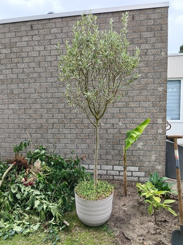 Olijfboom in kuip Stamhoogte 200Cm, Tuin en Terras, Planten | Bomen, Bloeit niet, 100 tot 250 cm, Olijfboom, Ophalen