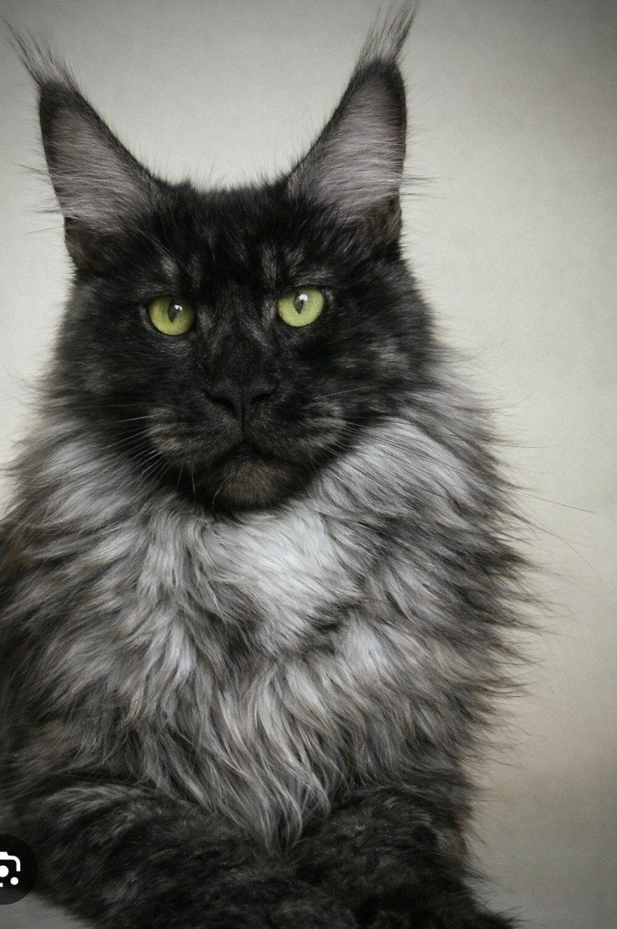 Gezocht maine coon kitten (2027), Dieren en Toebehoren, Katten en Kittens | Raskatten | Langhaar, Geslacht onbekend, Gechipt, 0 tot 2 jaar