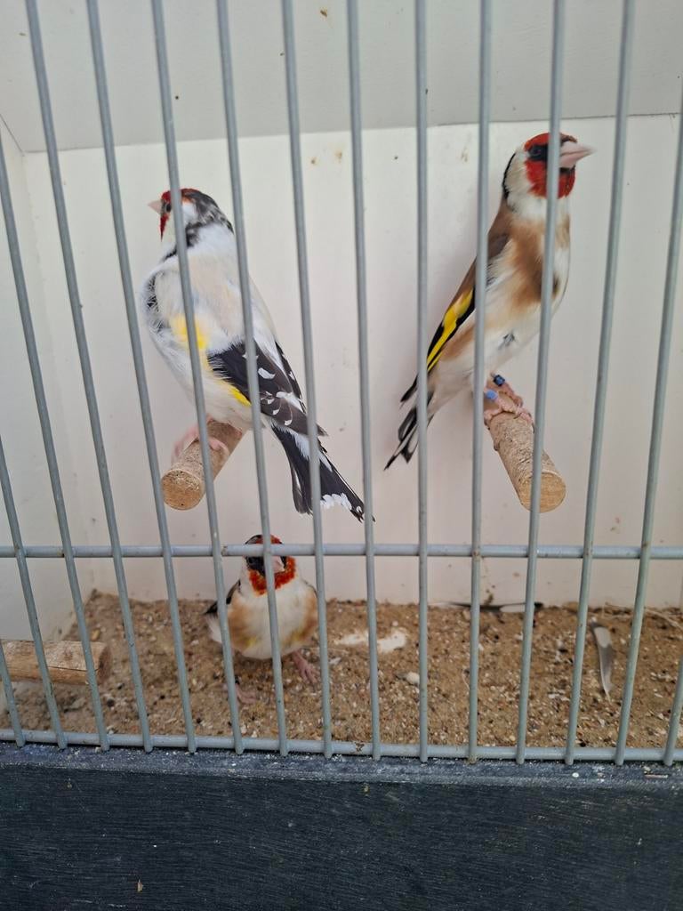 Overige vogels, Dieren en Toebehoren, Vogels | Overige Vogels, Mannelijk, Wildzangvogel