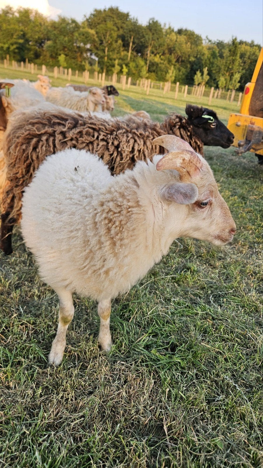 Lieve en tamme Ouessant lammetjes te koop, Mannelijk, Schaap, 0 tot 2 jaar