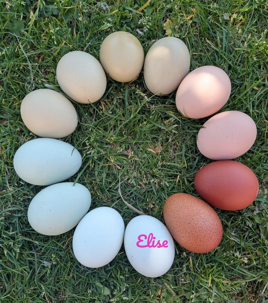 Broedeieren kleurleggers easter eggers olijfleggers kippen, Dieren en Toebehoren, Pluimvee, Kip