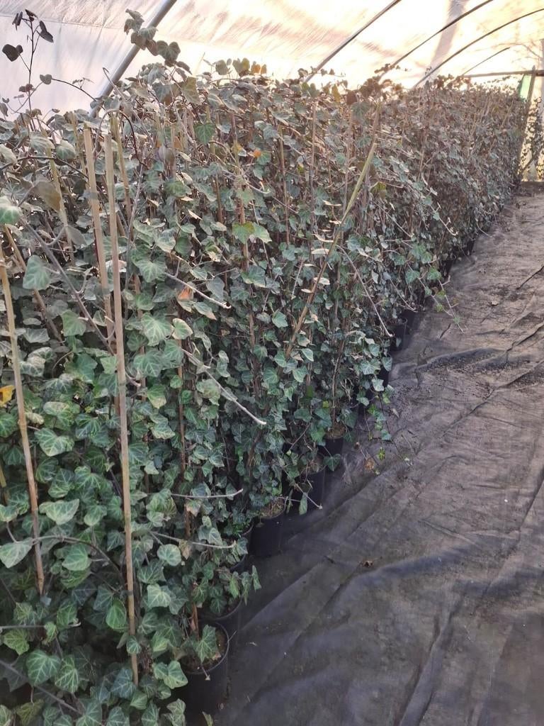 hedera helix Woerner, Tuin en Terras, Planten | Struiken en Hagen, Ophalen, Overige soorten, 100 tot 250 cm