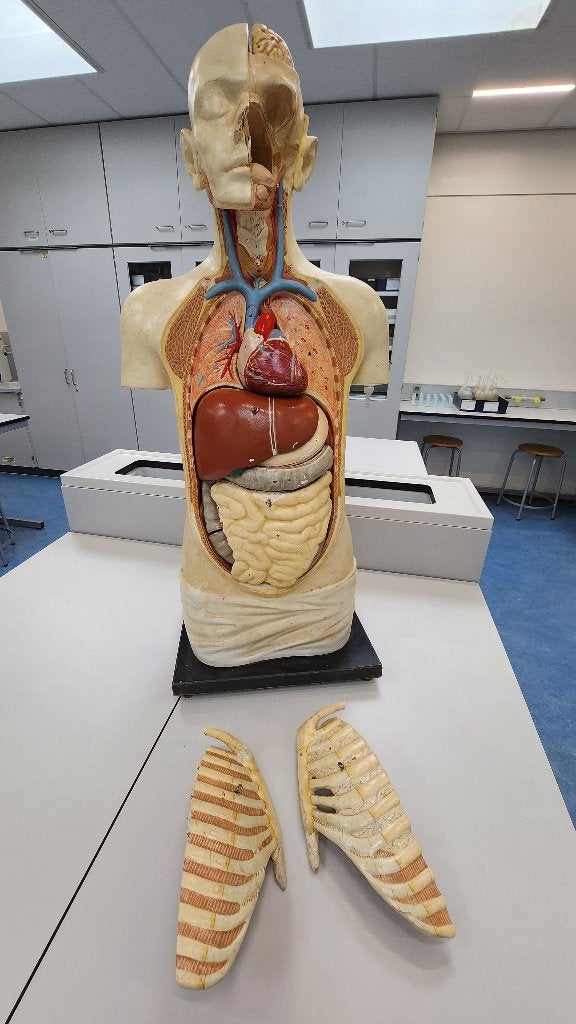 oude gipsen anatomie torso (compleet) 15 delig 93 cm, Diversen, Ophalen, Gebruikt