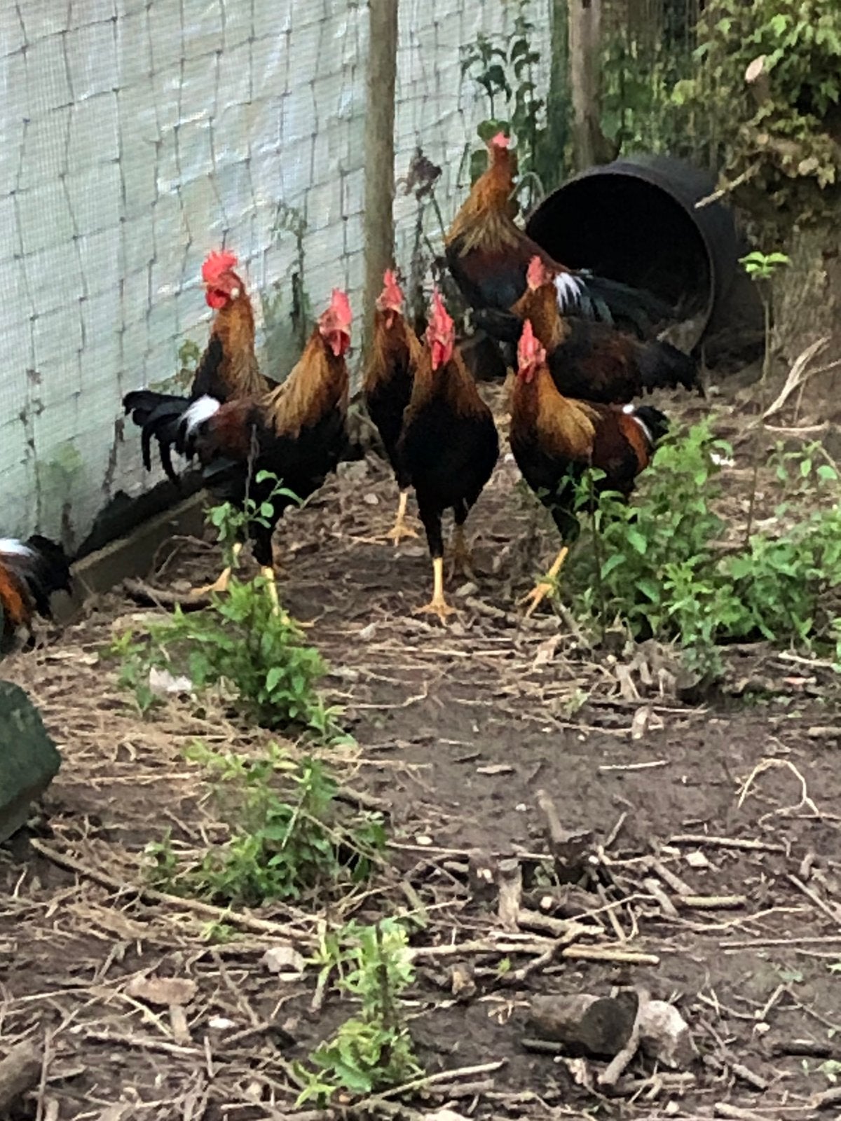 Hanen, Dieren en Toebehoren, Mannelijk, Kip