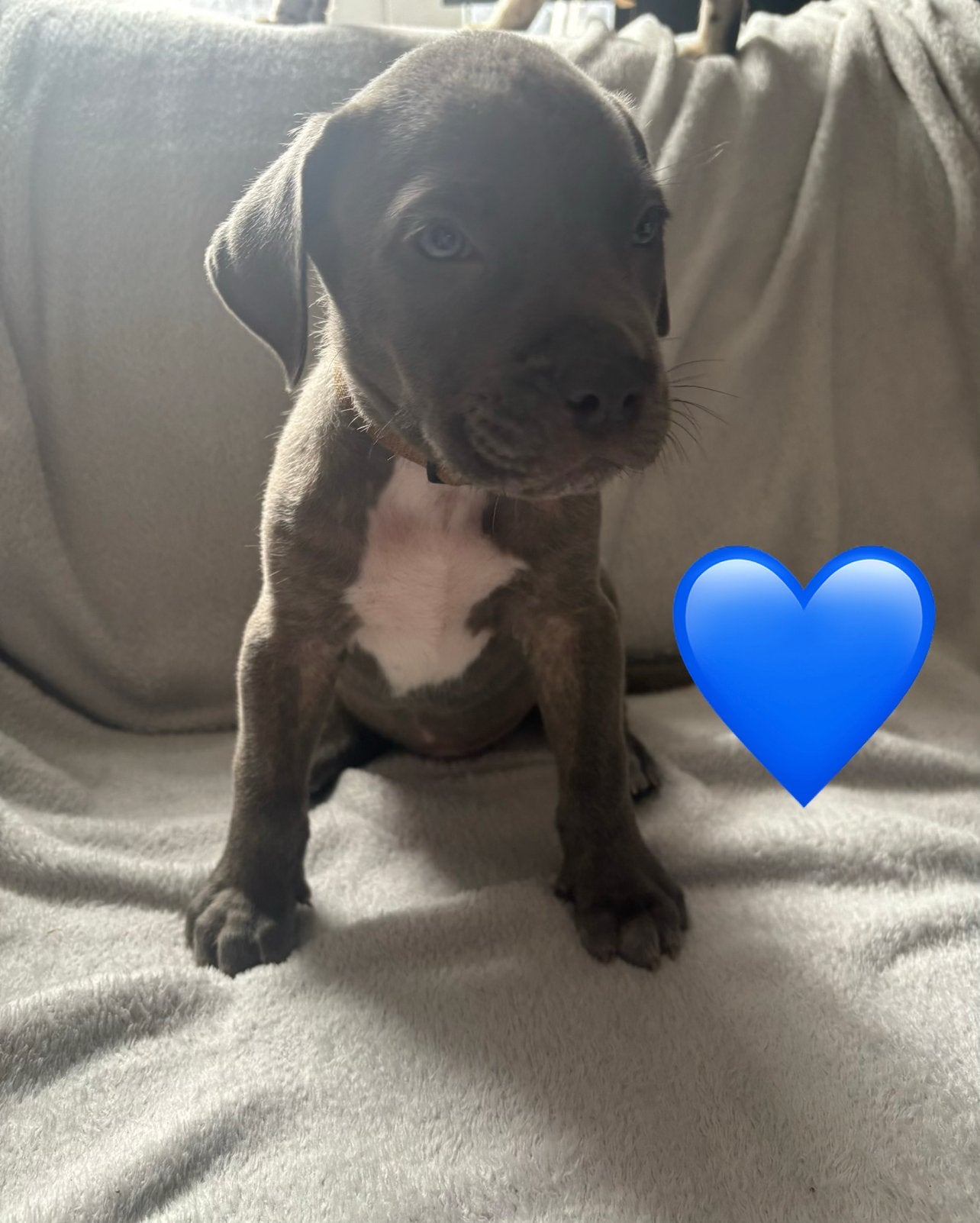 Puppies moeder Bully XL vader mastino X XXL Pitbull, Overige rassen, 8 tot 15 weken, Parvo, Meerdere