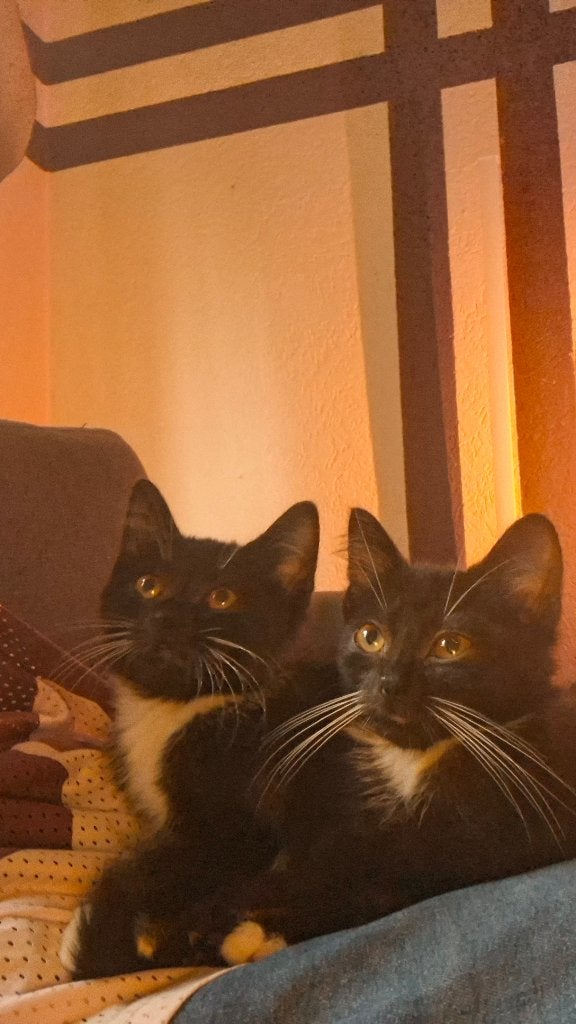 lieve kittens, Meerdere dieren, 0 tot 2 jaar