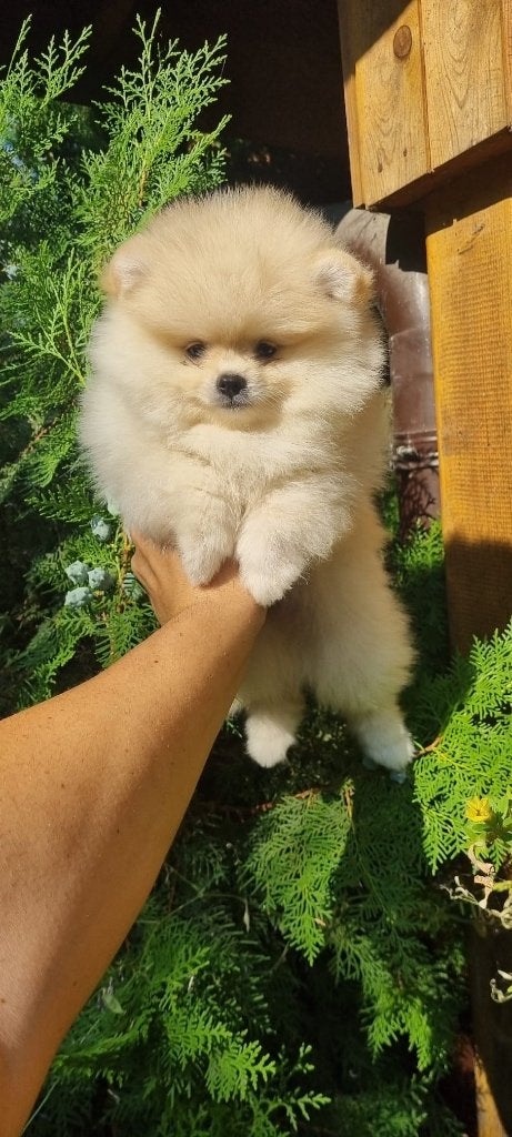 Pomiraan pup, Dieren en Toebehoren, Particulier, Keeshond, Reu, 8 tot 15 weken
