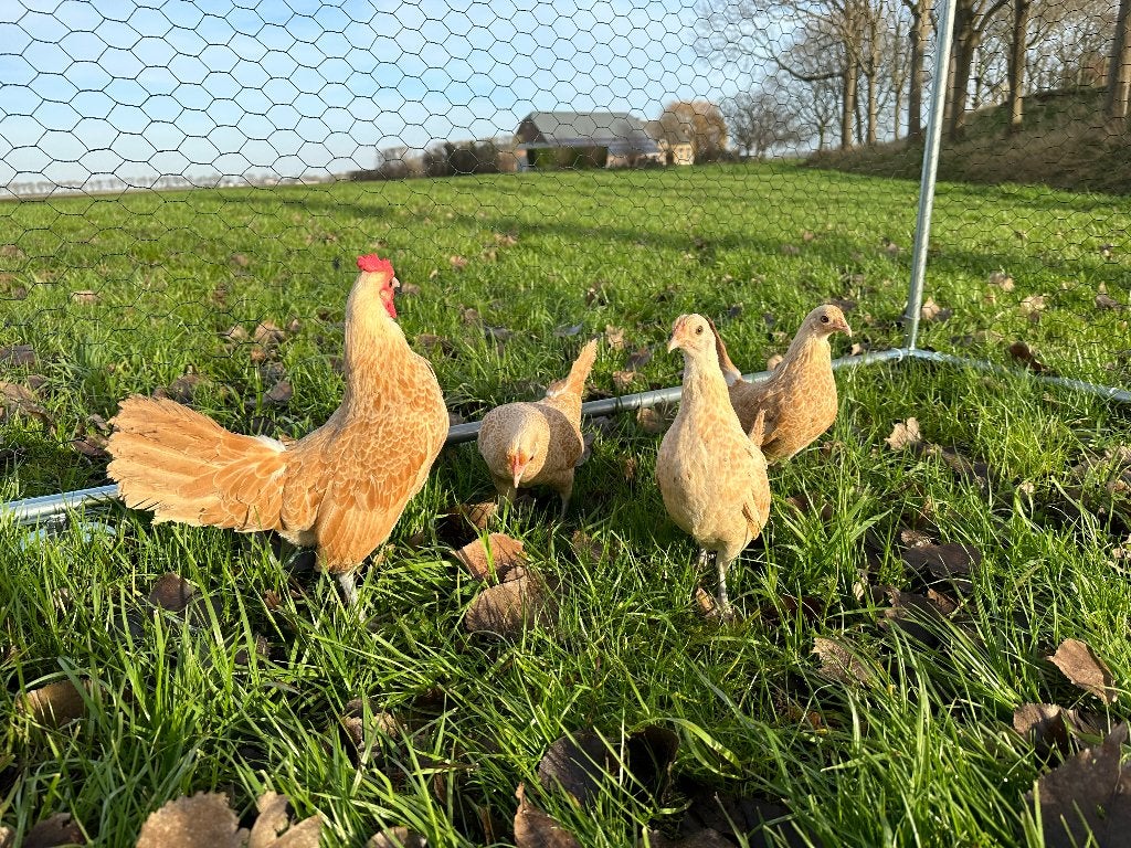 Jonge Sebright kriel geel wit gezoomd gesekst en ingeënt, Dieren en Toebehoren, Vrouwelijk, Kip