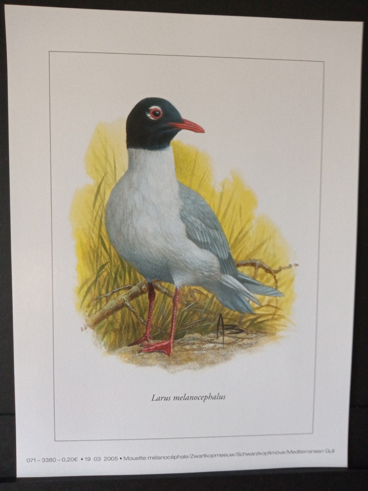 Prent - Zwartkopmeeuw - illustratie getekend André Buzin, Verzenden, 1980 tot heden, Zo goed als nieuw, Dier